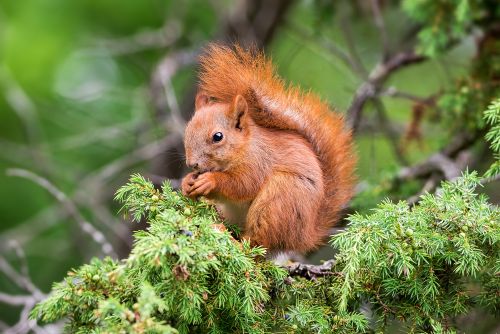 Orava